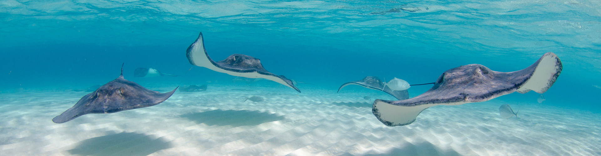 Cayman